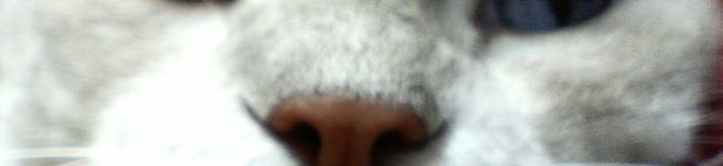 tekkun's header image