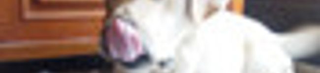 りひたん's header image