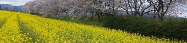 エムたん's header image