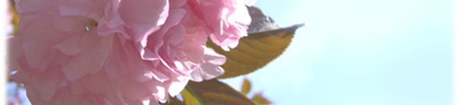 しまおじ's header image