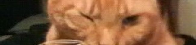 狩野 葵's header image