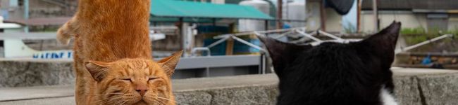 ♡猫娘♡'s header image