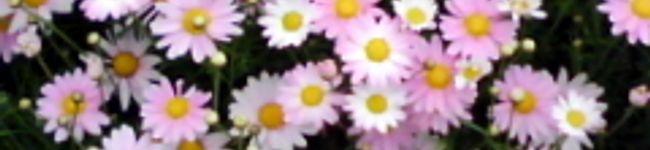 ちおの's header image