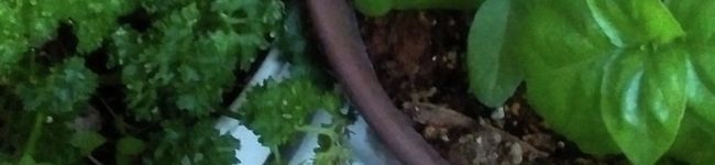 teateatea's header image