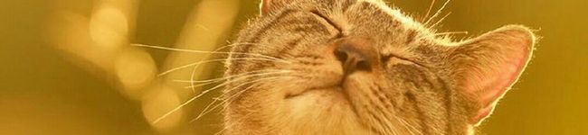 のあうさぎ's header image