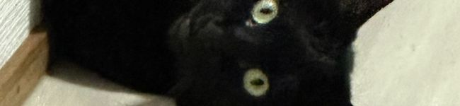 くろねこんぶ's header image