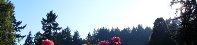 ま ぐ's header image