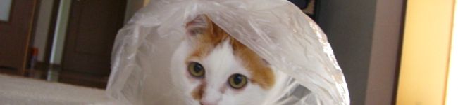 ぼうたん's header image