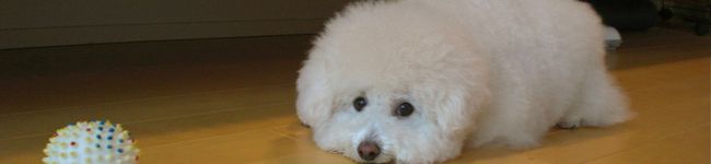 ＣＯＣＯＬＯＶＥ's header image