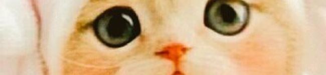 まじっくしぇふ｡˚✩'s header image