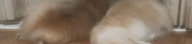 ✧まろ☽⋆゜'s header image