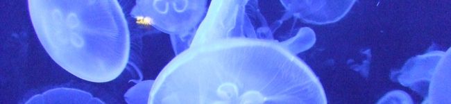 sasasaito's header image