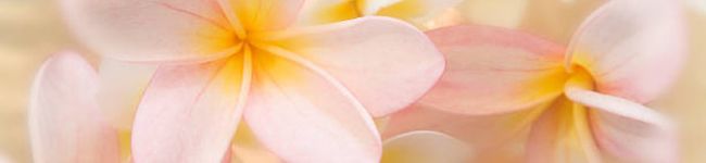 kami★kammy's header image