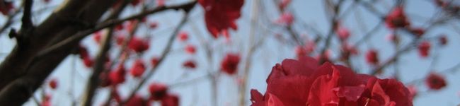 Ｋazu's header image