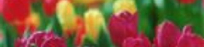 airyouyuu's header image