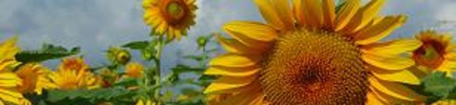 ☆HIMAWARI★'s header image