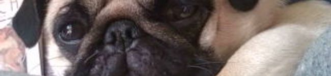 ｐｅｃｏ太's header image