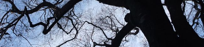 大森いちる's header image