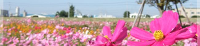 ภาพปกโพรไฟล์ของ 秋桜ちゃん
