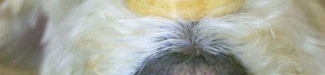 ＲＵＭruru's header image