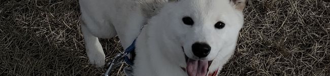 虎徹のママ's header image