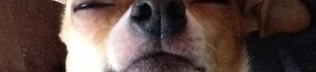 犬のお母さん's header image