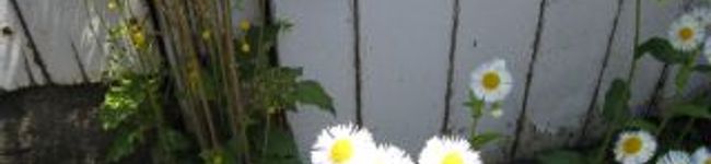 oka-piki's header image