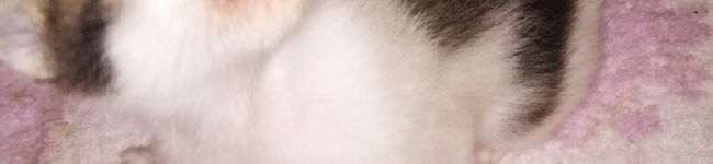 かめさんもしもし's header image