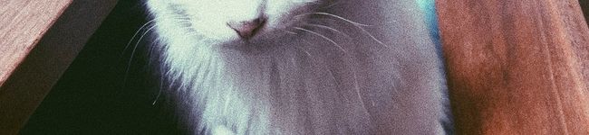 sakana_umi's header image