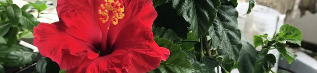 クリママ66's header image
