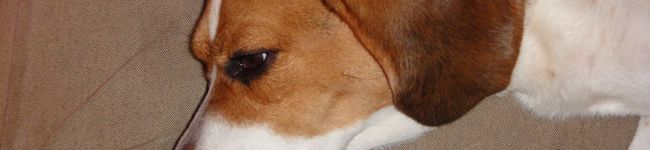 GOLDHURST's header image