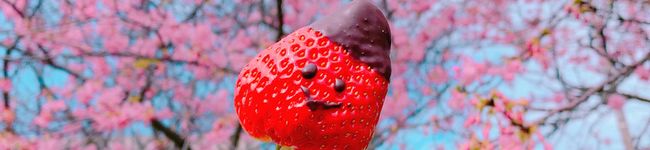 きいのクッキング's header image