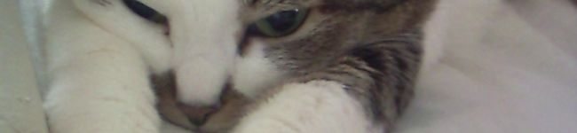 猫ひなこ's header image
