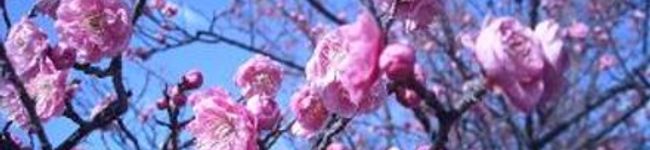 aimissu's header image