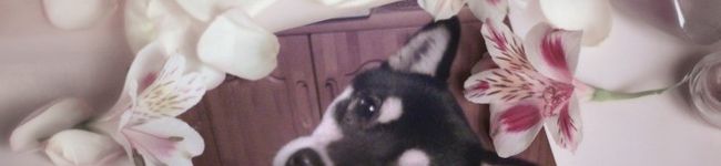 KIKI３３９９'s header image