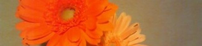 みち助's header image