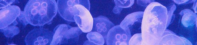 ﾁﾋﾞ怪獣's header image