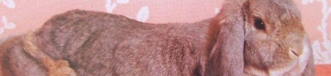 rosy life's header image