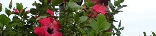torapanda's header image