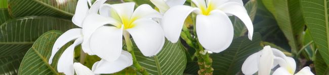 piloaloha♡'s header image