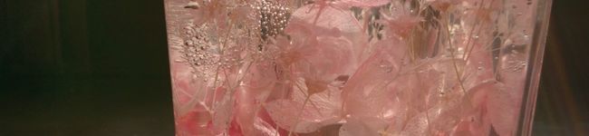 alice0423's header image
