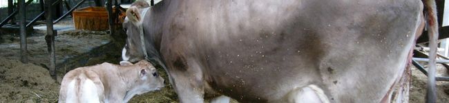coHAL's header image