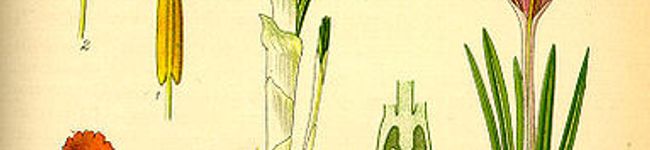 IKARENIMAL's header image