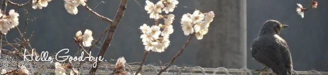 田舎の花曜日's header image