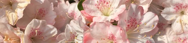 樹花鳥獣図屏風事件's header image