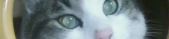 natuneko's header image