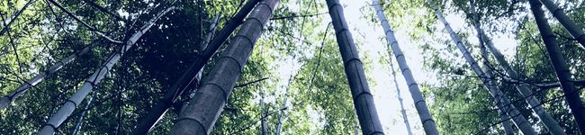 MaiFood's header image