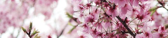 sakura96's header image