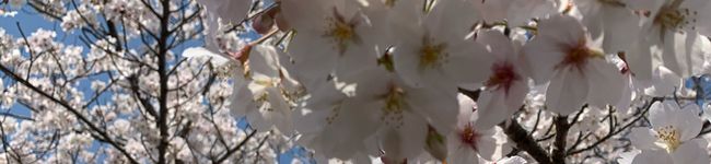 ririring's header image