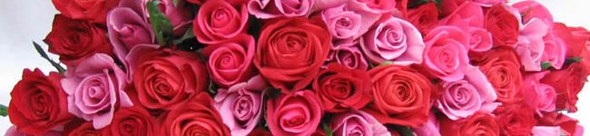 daisy☆515's header image